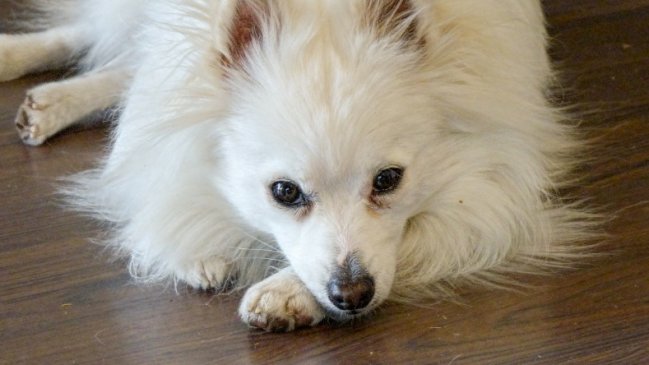 Murió el perrito que había sido diagnosticado con coronavirus en Hong Kong