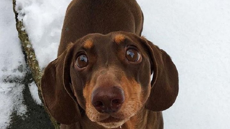 Perrito feliz por tener a sus humanos en casa sufrió esguince en la cola por moverla demasiado