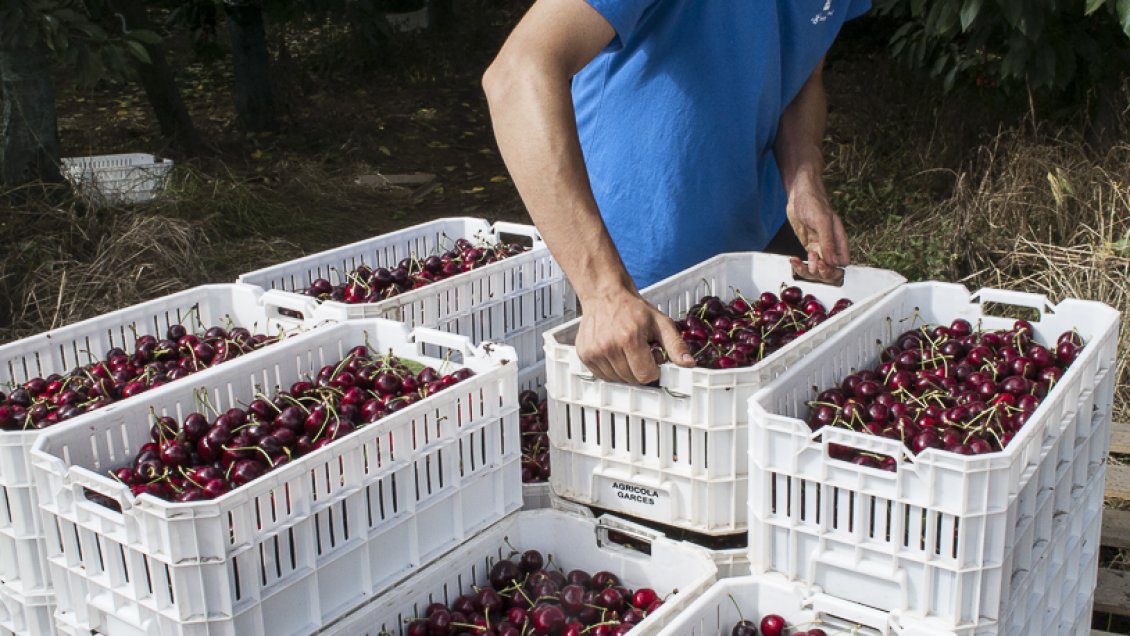 Agricultores de La Araucanía aseguran que no habrá desabastecimiento