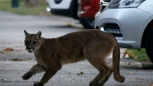 Capturaron al puma que deambuló varias horas por Providencia y Ñuñoa