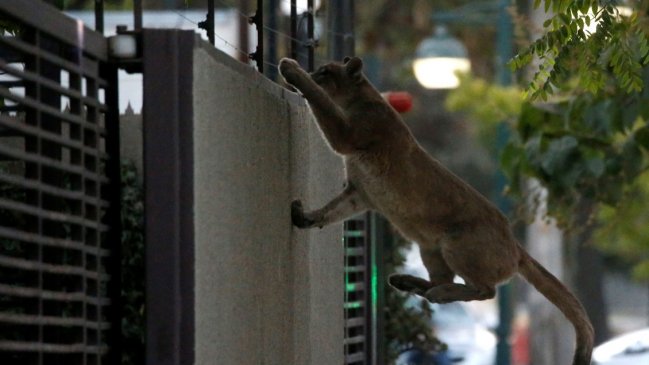 Avistamiento de puma en Providencia y Ñuñoa alerta a vecinos