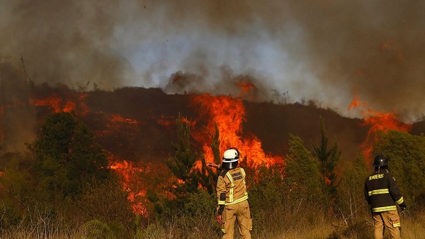 Cuatro incendios forestales siguen activos en La Araucanía: Hay alerta roja para Lonquimay
