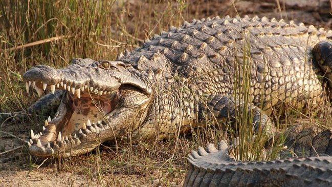 Sujeto no respetó la cuarentena, fue a pescar y lo devoró un cocodrilo