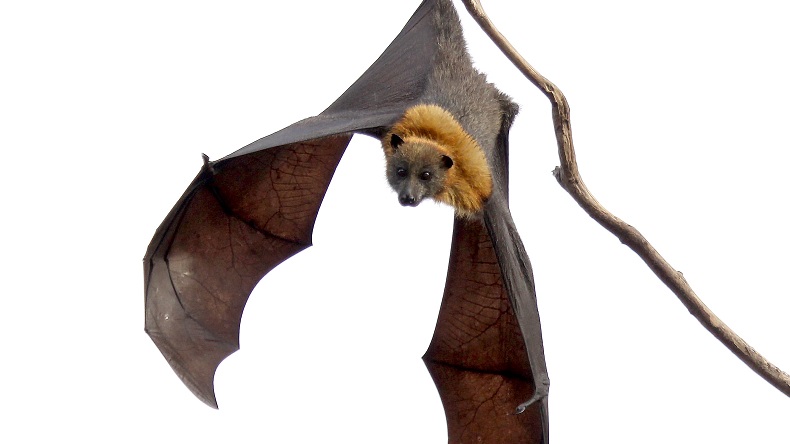 Intentan quemar a cientos de murciélagos en Perú por miedo al Covid-19