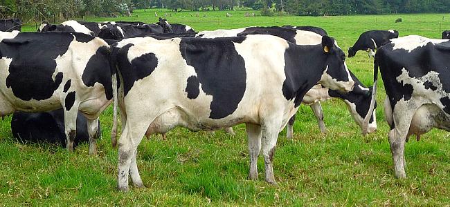 Ganaderos y agricultores de Osorno garantizan que cadena productiva seguirá funcionando