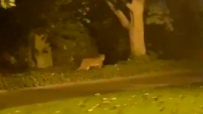Vecinos de Chicureo reportaron nuevo avistamiento de un puma