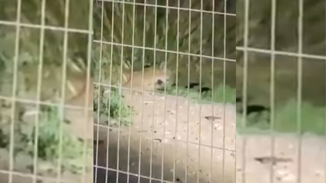 Nuevo puma se paseó por Santiago: Una hembra fue capturada en Chicureo