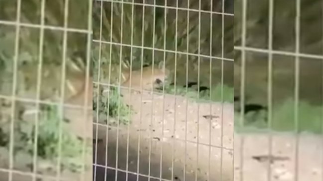Nuevo puma se paseó por Santiago: Una hembra fue capturada en Chicureo