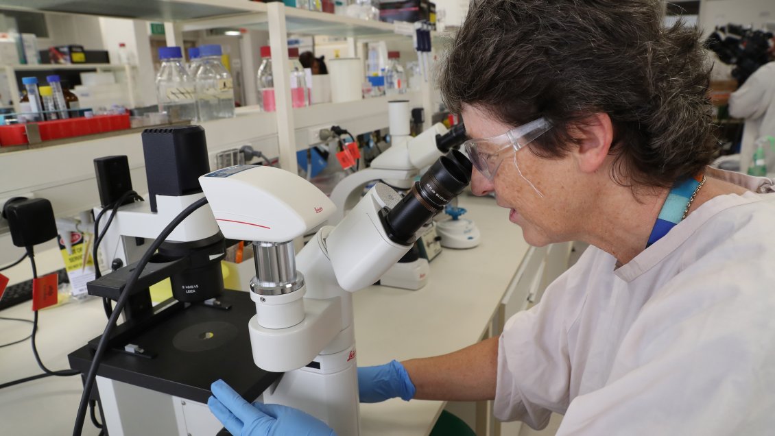 Australia comienza pruebas preclínicas de dos vacunas contra el coronavirus