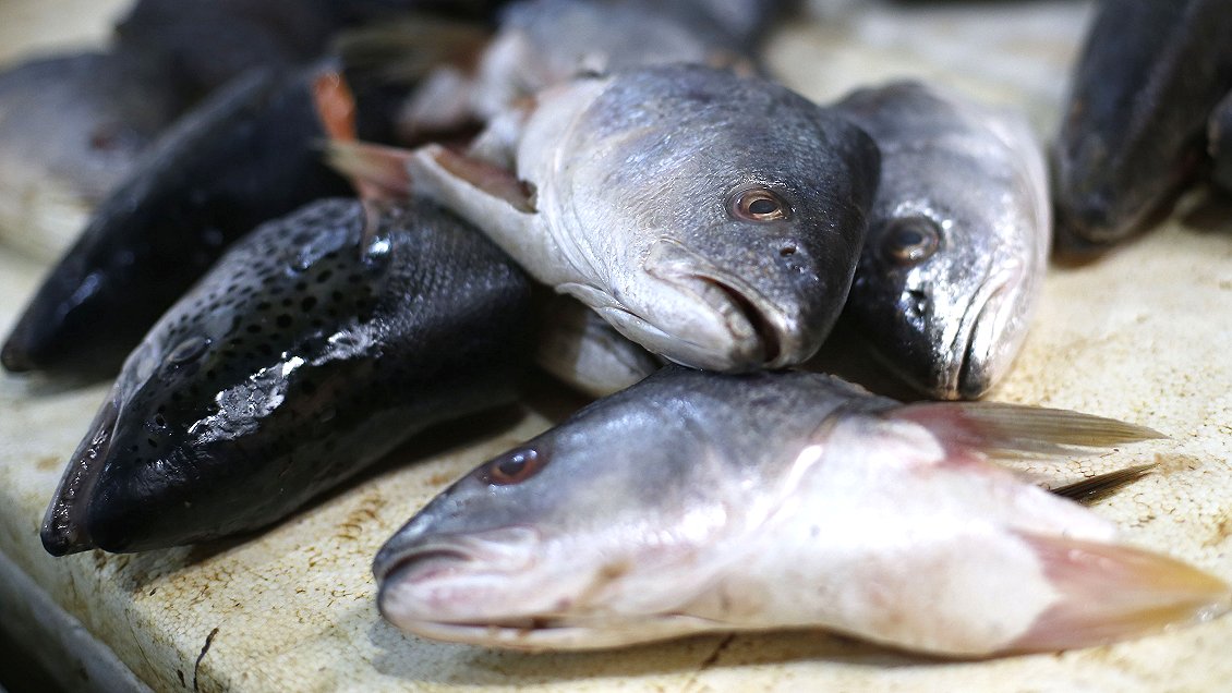 Semana Santa en Ñuble: Instalarán terminal pesquero fuera del cordón sanitario
