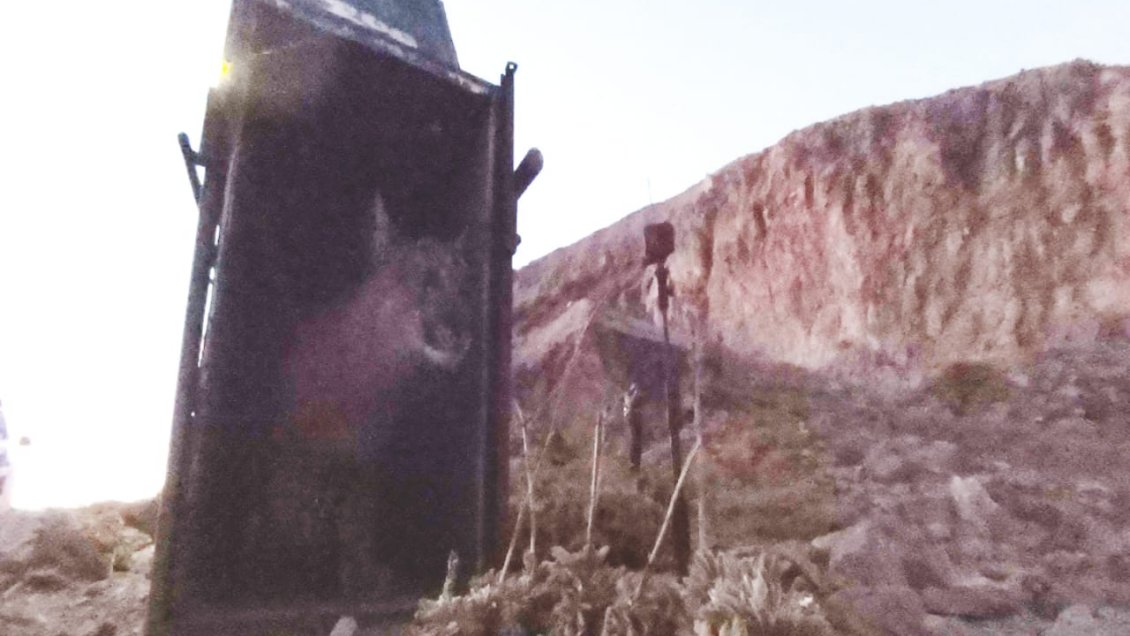 El primer puma rescatado en Colina volvió a la precordillera