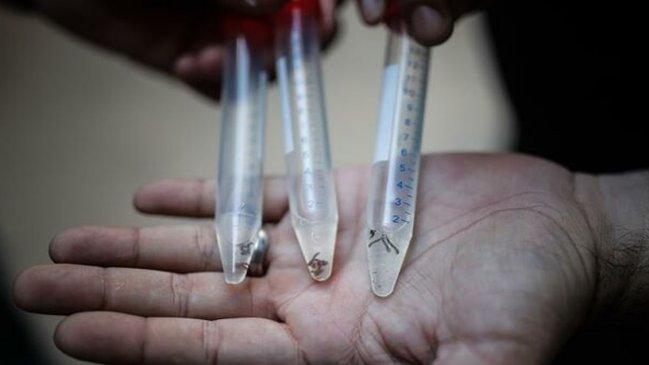 Peor epidemia de dengue en tres años deja 7.862 casos en ocho meses en Argentina