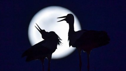  Así lució la Súper Luna rosa en el mundo entero  