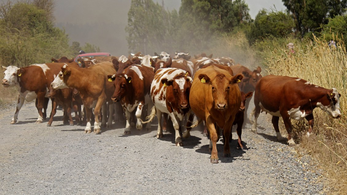 Ex ministro del Medio Ambiente y la crisis: Hay que repensar el consumo de carne