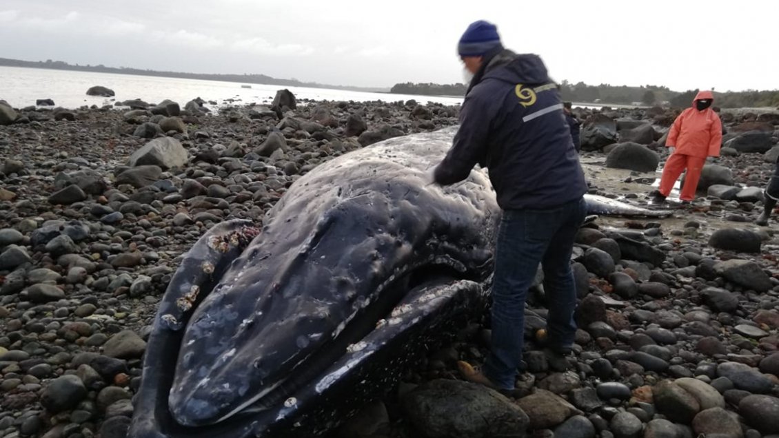 Investigan muerte de ballena jorobada en costas de Calbuco