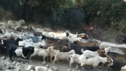   Linares: Cientos de chivos regresan de las veranadas, tras pastar en la cordillera 