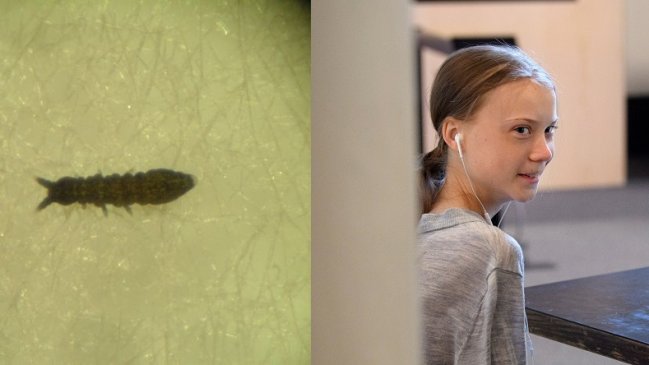 Bautizan pequeño animal antártico en honor a Greta Thunberg