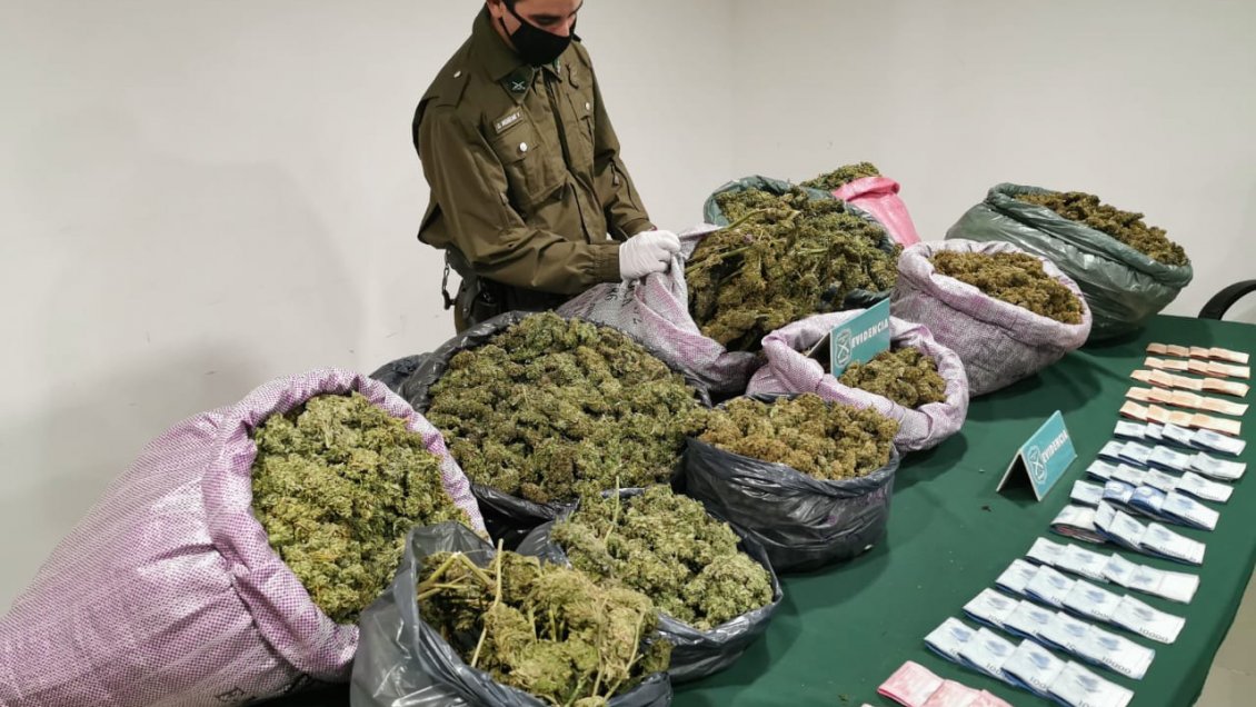 Más de 116 mil dosis de marihuana fueron decomisadas en Canela