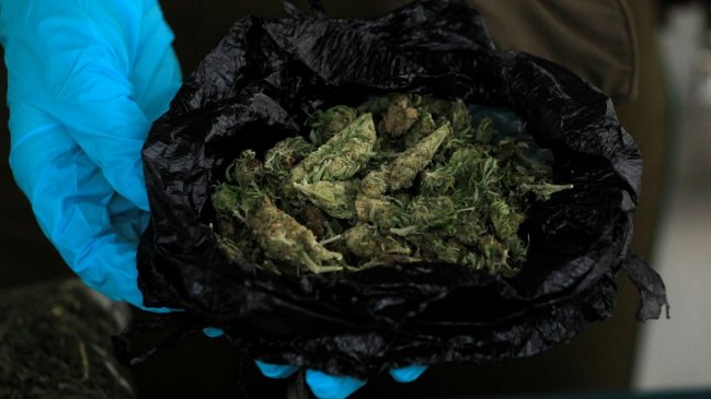 Nueva Zelanda votará sobre legalización de marihuana recreativa