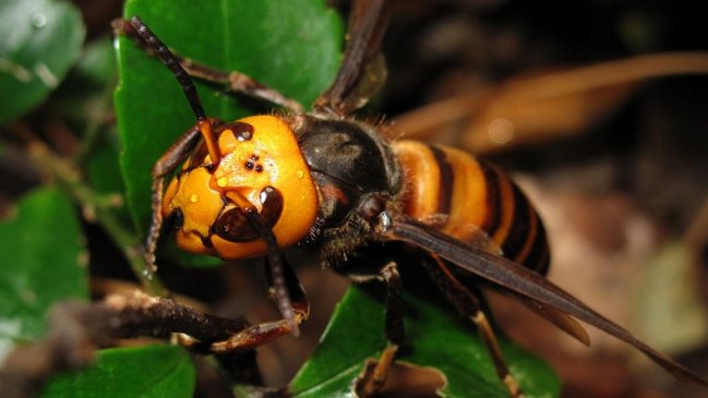 Avispones que pueden matar humanos fueron vistos por primera vez en América