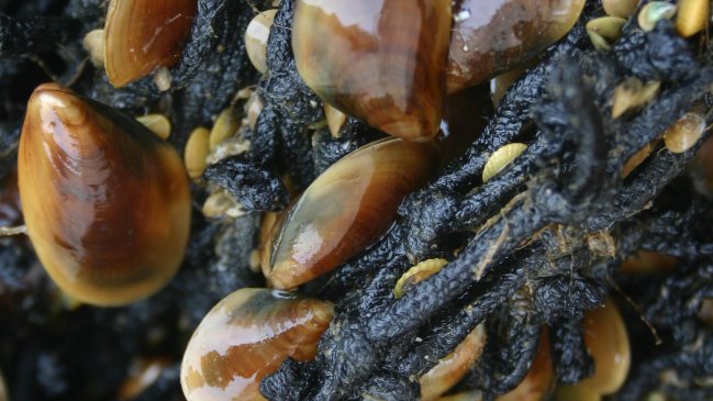 Sistema digital hace la vida más fácil a productores de semillas de choritos