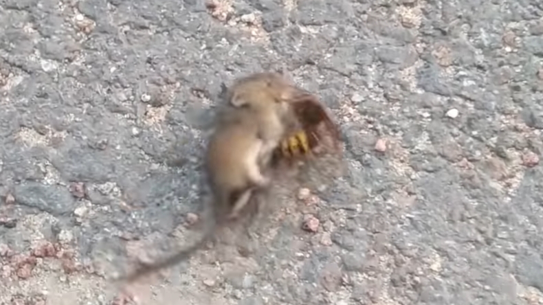 Video muestra el feroz ataque del 