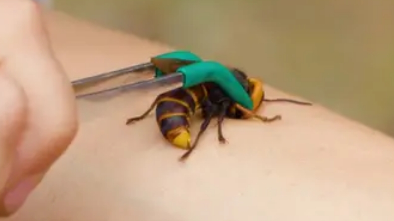 ¿Qué tan dolorosa es la picada del 