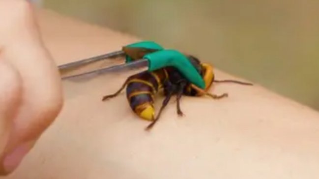 ¿Qué tan dolorosa es la picada del 