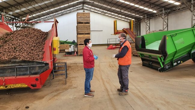 Región de Los Lagos asegura producción de papas para el país en tiempos de pandemia