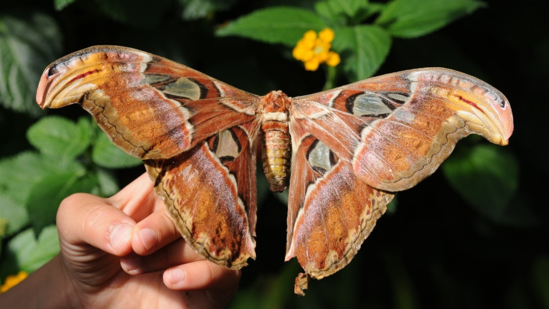 Descubren en Miami paquete con plaga asiática que devora follaje de árboles cítricos