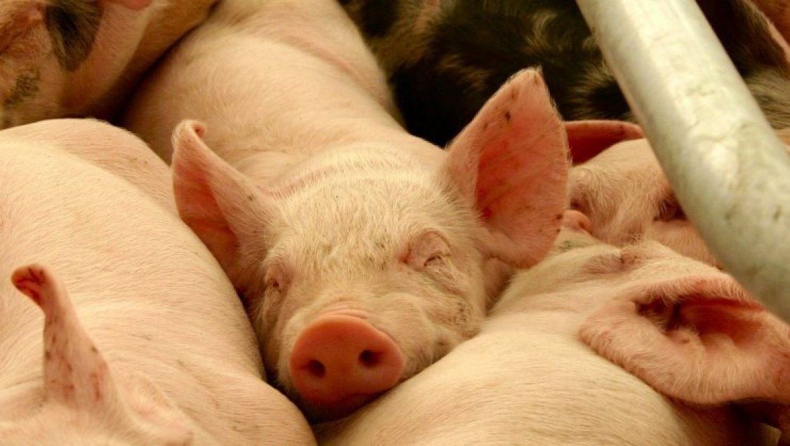 Plantel porcino fue foco de brote por coronavirus en localidad rural de Bulnes