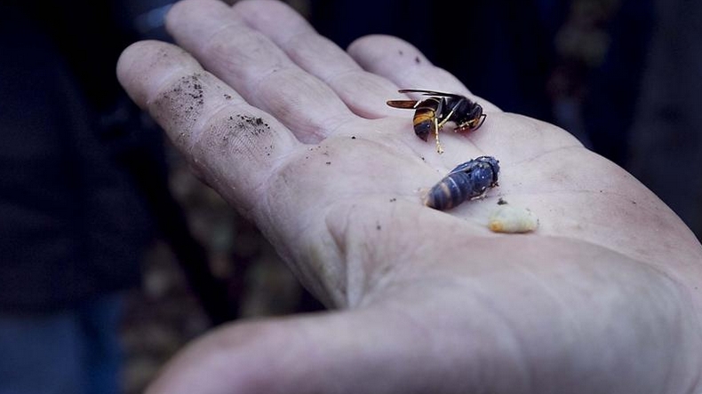Hombre murió por la picadura de una avispa asiática en España