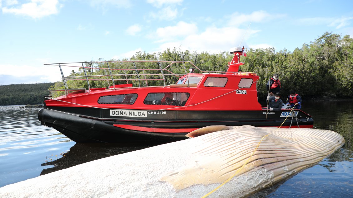 PDI investiga si hubo acción de terceros en muerte de ballena en centro salmonero de Aysén