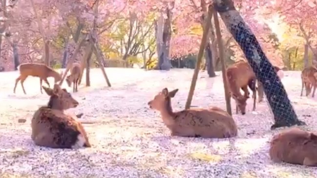 El vídeo de los ciervos bajo los cerezos en flor de Japón que ha dado la  vuelta al mundo