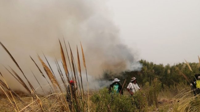 Arica y Parinacota: Incendio forestal en el valle de Camarones afectó 18 hectáreas