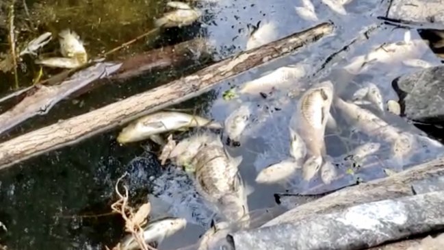 O´Higgins: PDI investiga mortandad de peces en estero de Peralillo