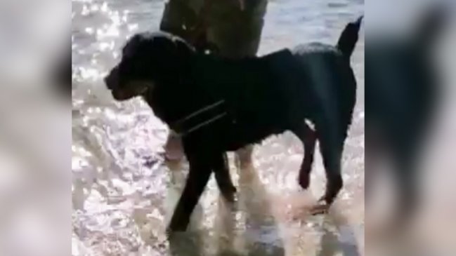 Familia lanzó rifa en redes sociales para salvar a su perro con cáncer