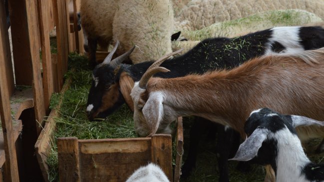 Crianceros e indígenas de Atacama reciben alimento para ganado y ayuda humanitaria