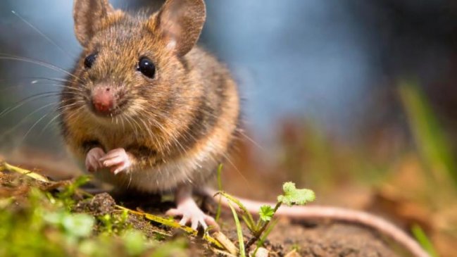 Estudio reveló que algunos animales identifican el ritmo de las canciones