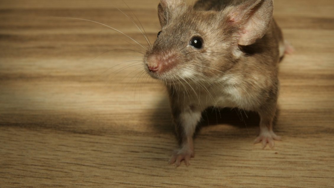 Mujer de 31 años es el primer caso de hantavirus en Aysén en lo que va del 2020
