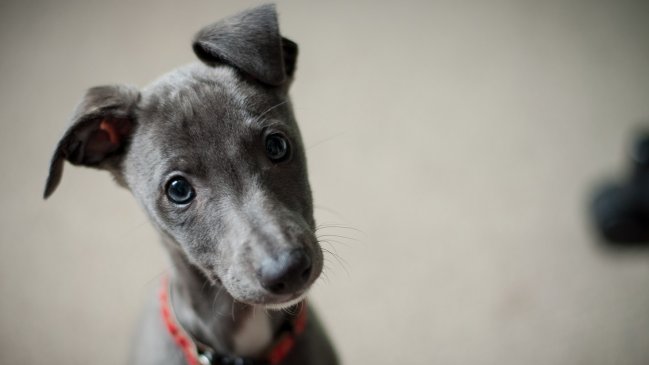 Perrito lleva tres meses esperando en el hospital a su dueño que murió de Covid-19