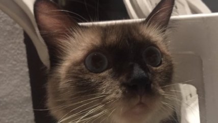 El secreto de Nilo: Gato tenía segunda familia y se viralizó