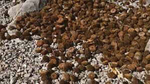 Sernapesca incautó 2.000 kilos de erizo en Calbuco