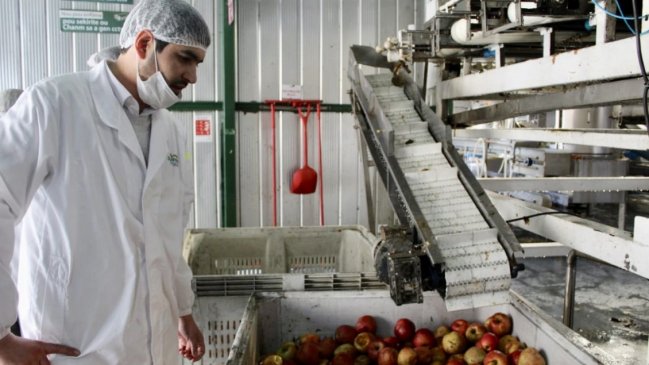 Minsal confirmó brote de Covid-19 en tres frutícolas de Curicó