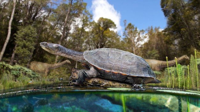 Científicos descubren tortuga de agua dulce que habitó Chile en la era de los dinosaurios
