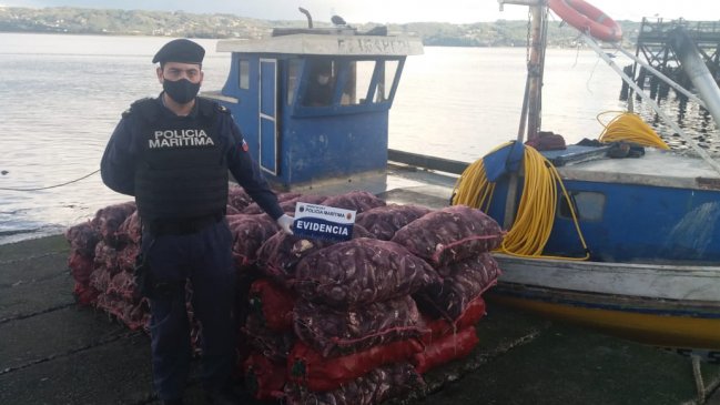 Incautan casi dos toneladas de cholgas en Quemchi