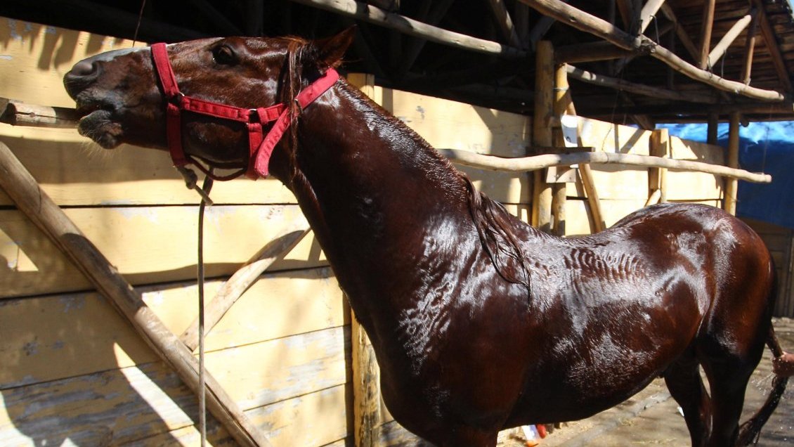 El Estado deberá indemnizar a dueño de caballos robados en Traiguén