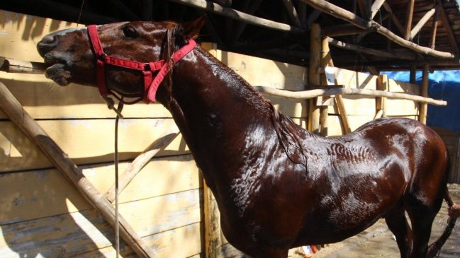 El Estado deberá indemnizar a dueño de caballos robados en Traiguén