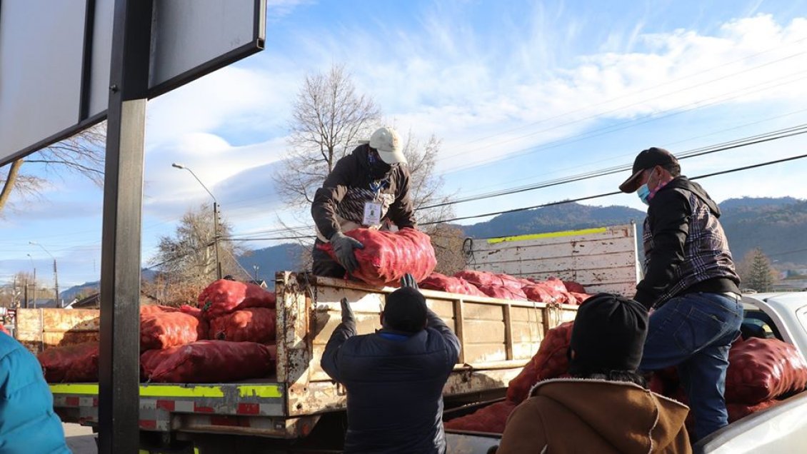 Cooperativa campesina y municipio de Lonquimay entregan sacos de papas a 600 familias