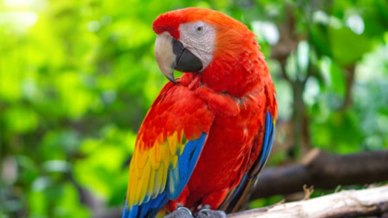 Impacto en Pakistán por la tortura y asesinato de una niña a la que se escaparon loros